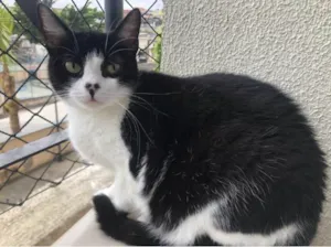 Gato raça Srd idade 1 ano nome Aisha