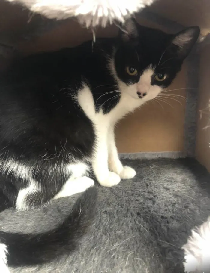 Gato ra a Srd idade 1 ano nome Aisha