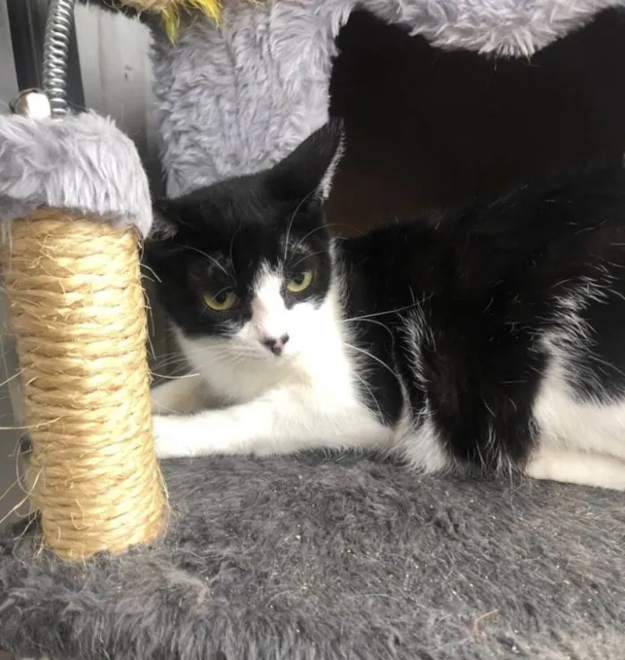 Gato ra a Srd idade 1 ano nome Aisha