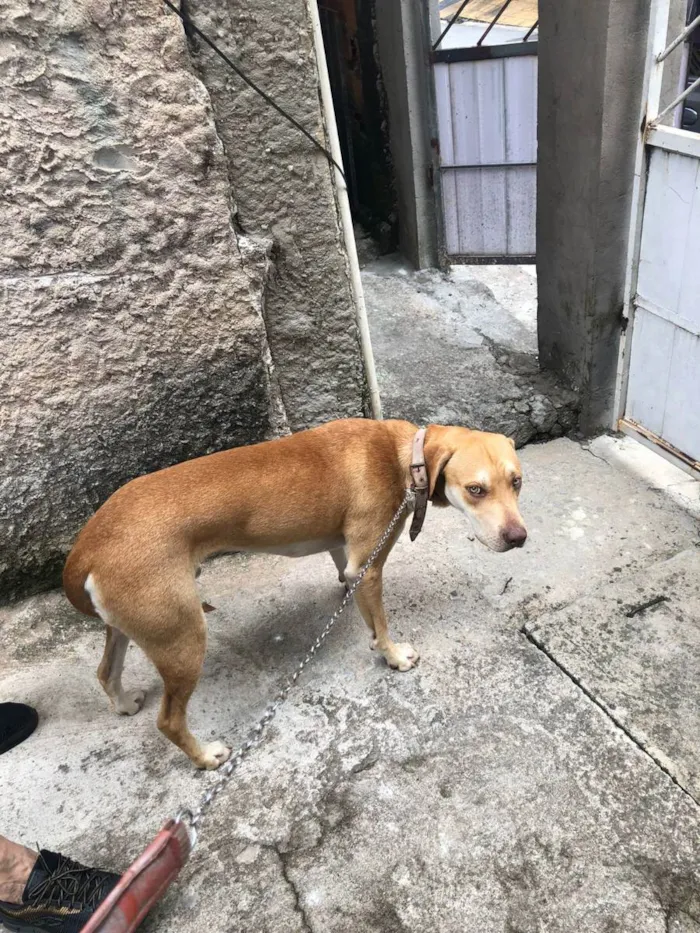 Cachorro ra a sem idade 1 ano nome Caramelo