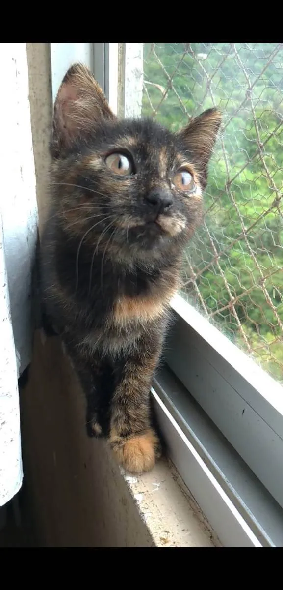 Gato raça srd escaminha  idade 2 a 6 meses nome CACAU