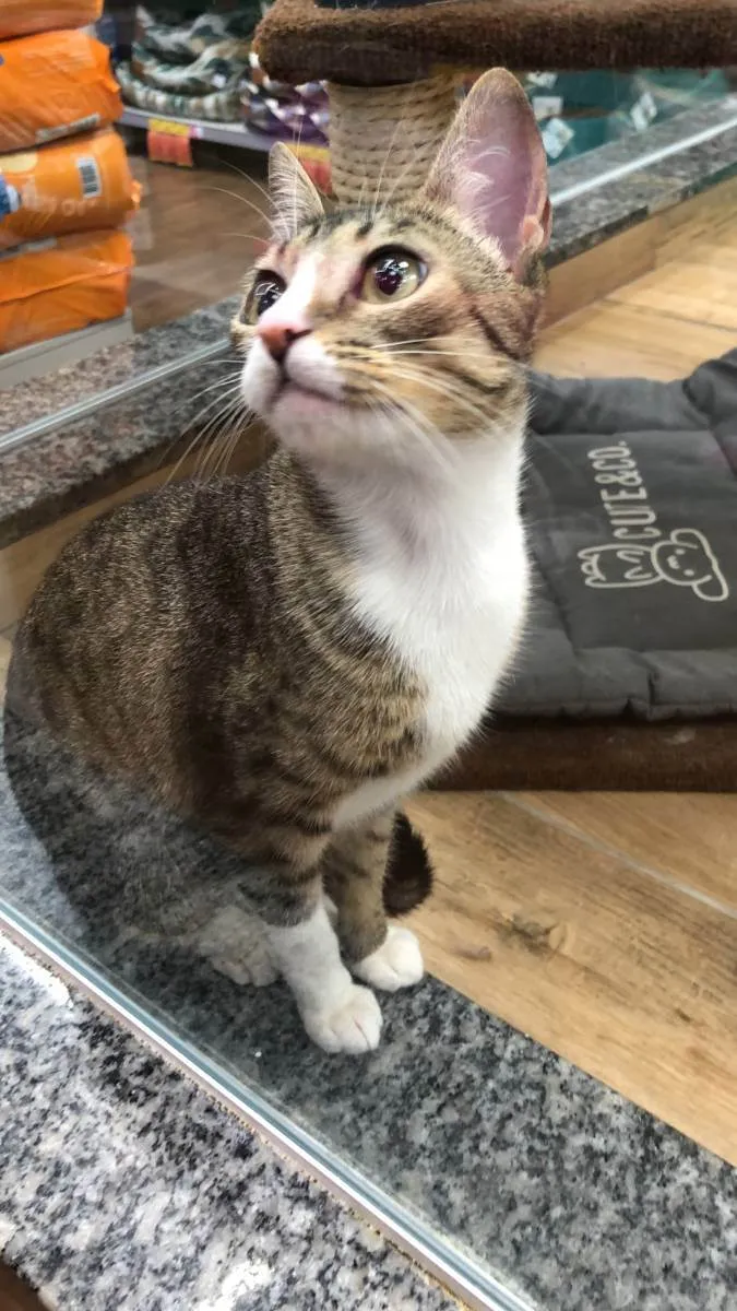 Gato raça srd idade 7 a 11 meses nome Melissa