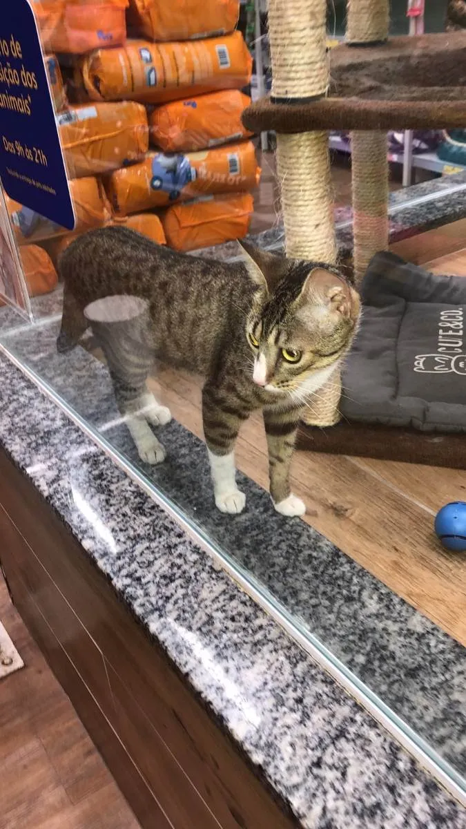 Gato raça srd idade 7 a 11 meses nome Melissa