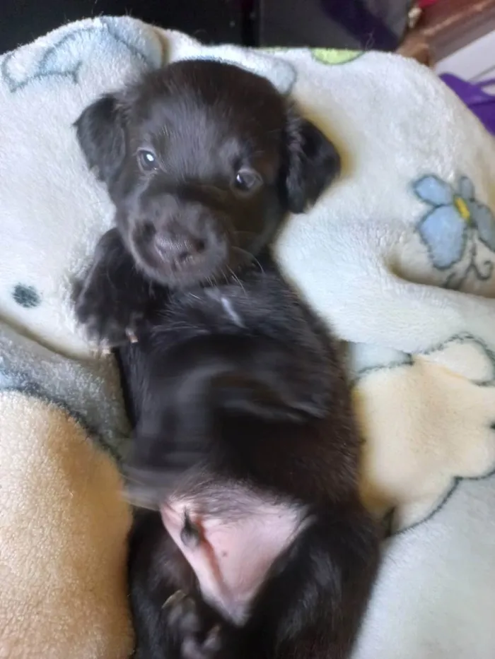 Cachorro ra a Não tem definição  idade Abaixo de 2 meses nome Sem nome 1