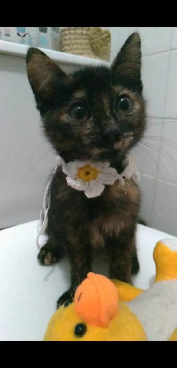 Gato raça srd escaminha  idade 2 a 6 meses nome CACAU