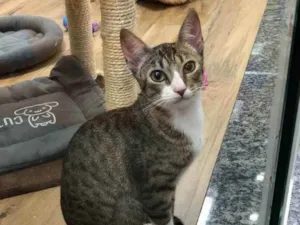 Gato raça srd idade 7 a 11 meses nome Melissa