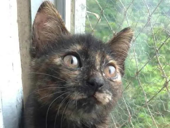 Gato raça srd escaminha  idade 2 a 6 meses nome CACAU