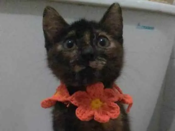 Gato raça srd escaminha  idade 2 a 6 meses nome CACAU