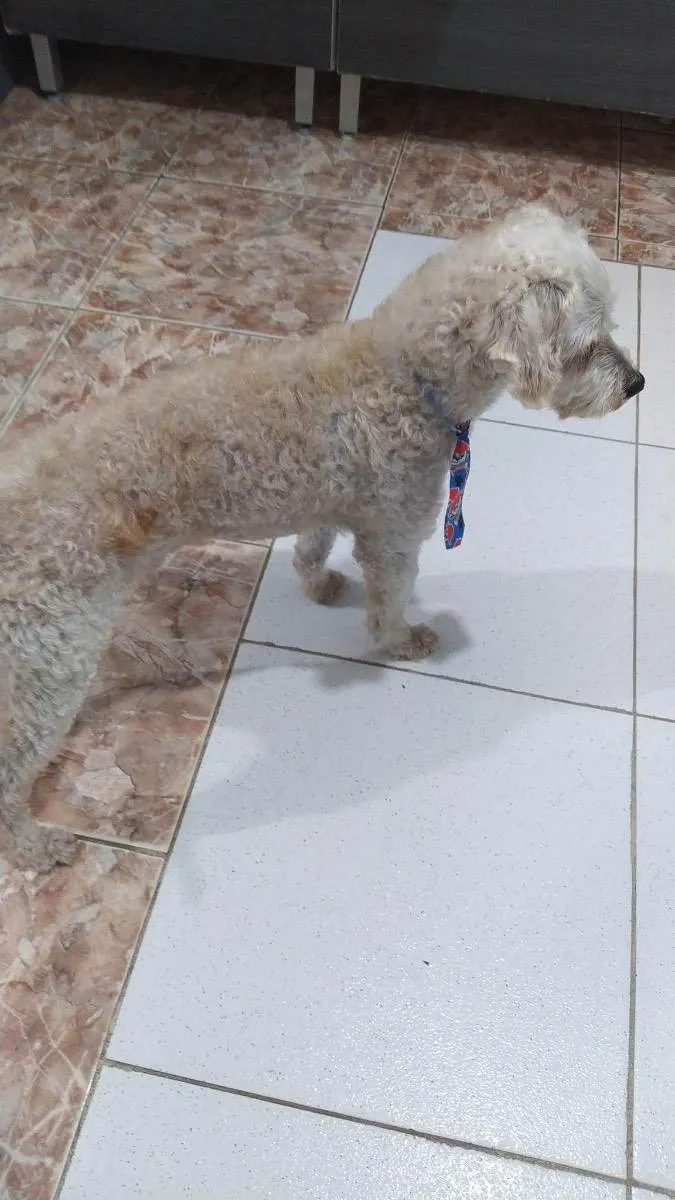 Cachorro ra a Poodle idade 6 ou mais anos nome Betinho