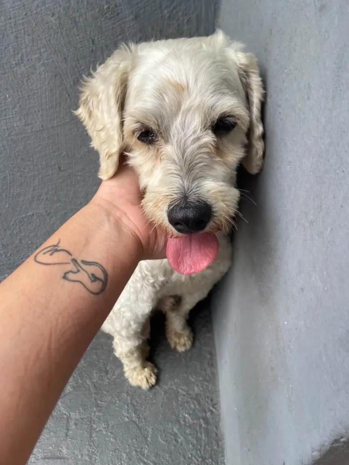 Cachorro ra a Poodle idade 6 ou mais anos nome Betinho