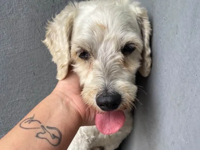 Cachorro ra a Poodle idade 6 ou mais anos nome Betinho