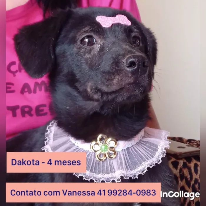 Cachorro ra a SRD idade 2 a 6 meses nome DAKOTA, JANE E TARZA