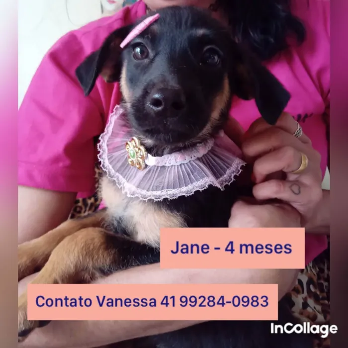 Cachorro ra a SRD idade 2 a 6 meses nome DAKOTA, JANE E TARZA