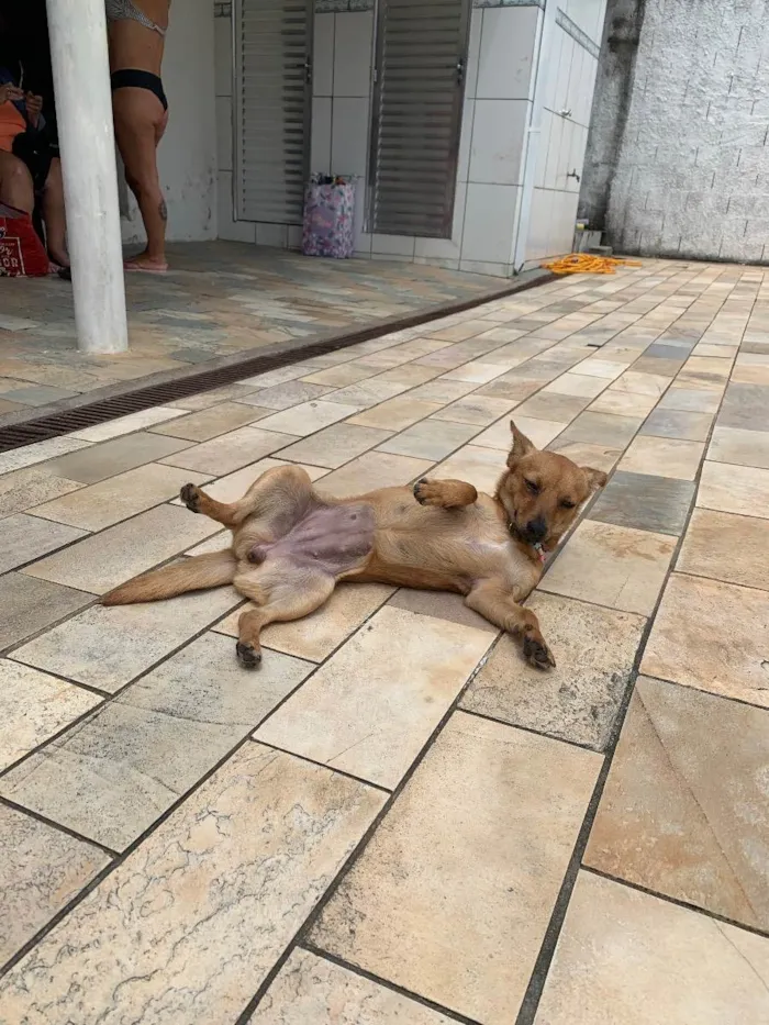 Cachorro ra a SRD idade 7 a 11 meses nome Giselle