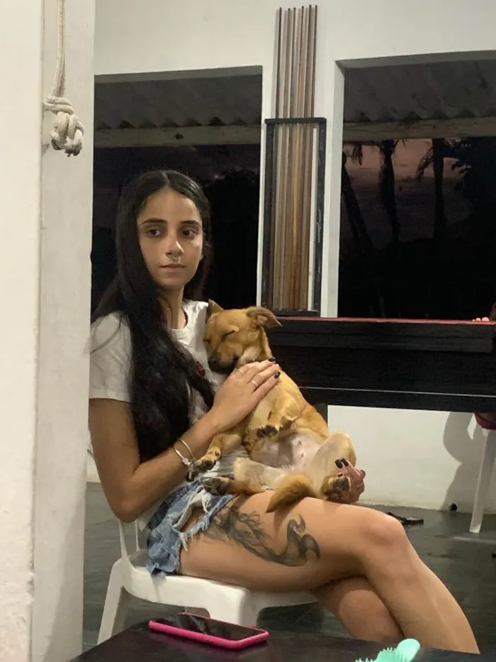 Cachorro ra a SRD idade 7 a 11 meses nome Giselle