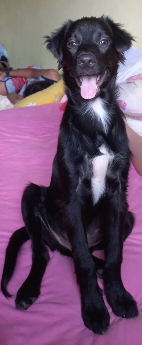 Cachorro ra a Não tem definição  idade 1 ano nome Caju