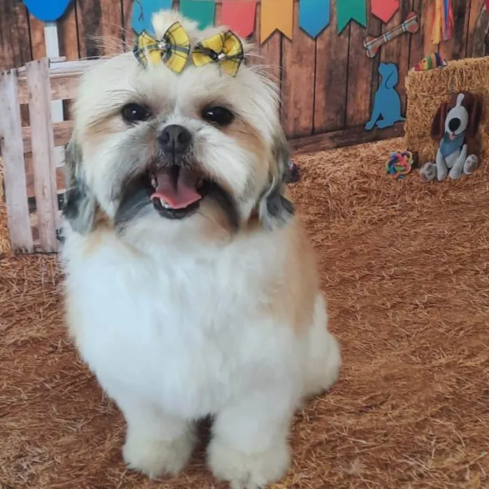 Cachorro ra a Lhasa apso idade 4 anos nome Amora