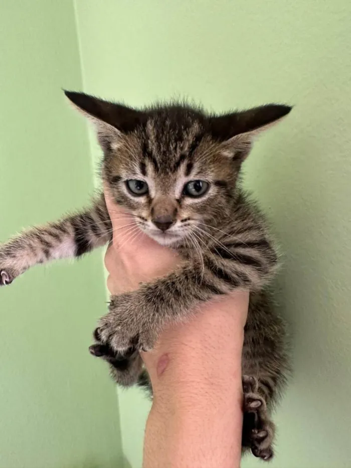 Gato raça SRD idade Abaixo de 2 meses nome Marie