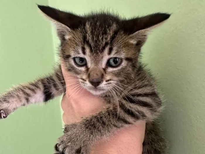 Gato raça SRD idade Abaixo de 2 meses nome Marie