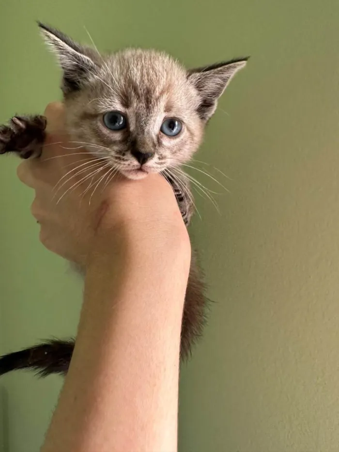 Gato raça SRD idade Abaixo de 2 meses nome Margot