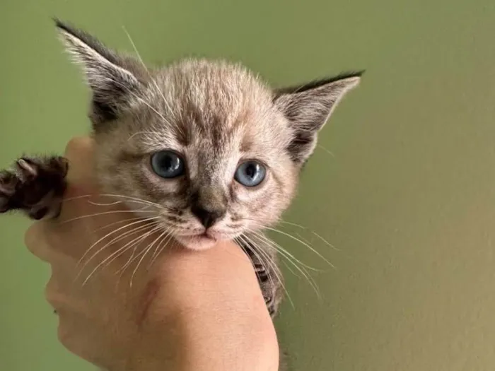 Gato raça SRD idade Abaixo de 2 meses nome Margot