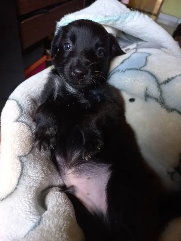 Cachorro ra a Não tem definição  idade Abaixo de 2 meses nome Sem nome 3