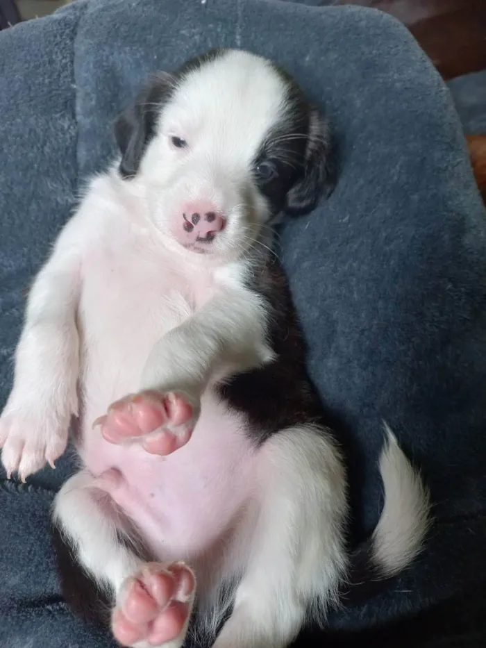 Cachorro ra a Não tem definição  idade Abaixo de 2 meses nome Diamont 