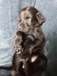 Esmeralda 