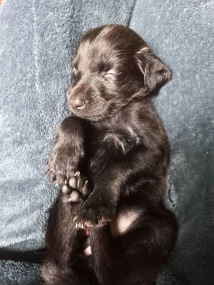 Cachorro ra a Não tem definição  idade Abaixo de 2 meses nome Esmeralda 