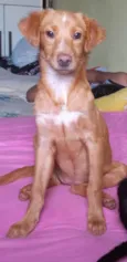 Pérola 