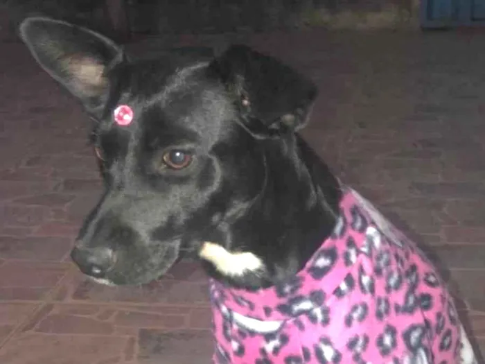 Cachorro ra a Mestiça  idade 1 ano nome Pretinha 