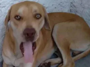 Cachorro raça sem idade 1 ano nome Caramelo