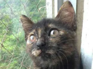 Gato raça srd escaminha  idade 2 a 6 meses nome CACAU