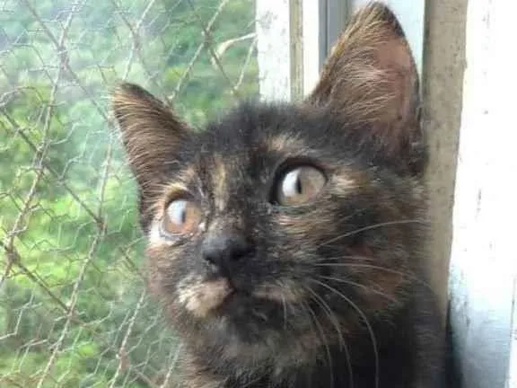 Gato raça srd escaminha  idade 2 a 6 meses nome CACAU