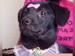 Cachorro raça SRD idade 2 a 6 meses nome DAKOTA, JANE E TARZA