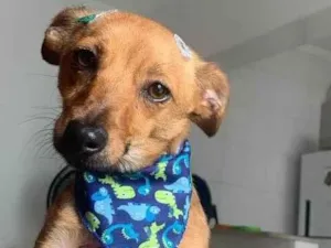 Cachorro raça SRD idade 7 a 11 meses nome Giselle