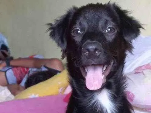 Cachorro ra a Não tem definição  idade 1 ano nome Caju