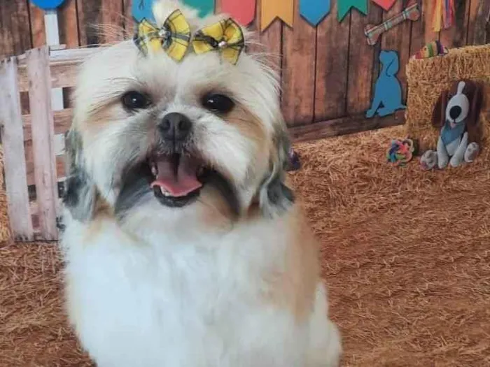 Cachorro ra a Lhasa apso idade 4 anos nome Amora
