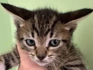 Gato raça SRD idade Abaixo de 2 meses nome Marie