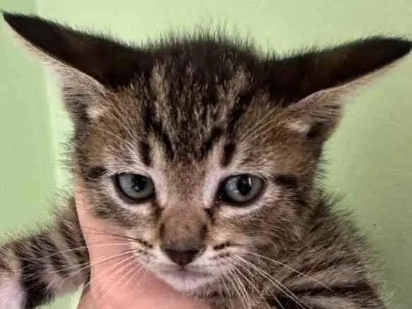 Gato raça SRD idade Abaixo de 2 meses nome Marie