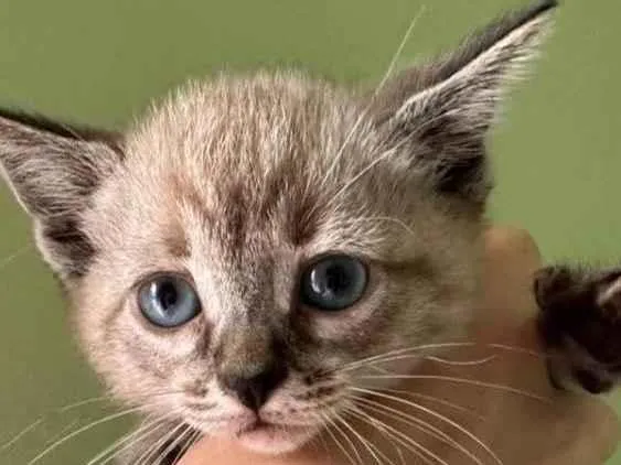 Gato raça SRD idade Abaixo de 2 meses nome Margot