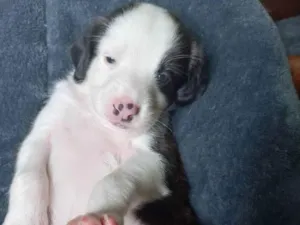 Cachorro raça Não tem definição  idade Abaixo de 2 meses nome Diamont 