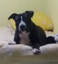 Klaus