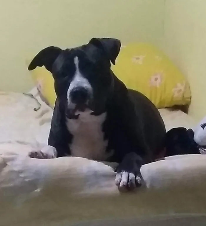 Cachorro ra a Pit Bull  idade 2 anos nome Klaus