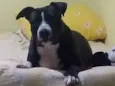Klaus