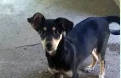 Cachorro ra a srd com salsicha idade 2 a 6 meses nome perninha