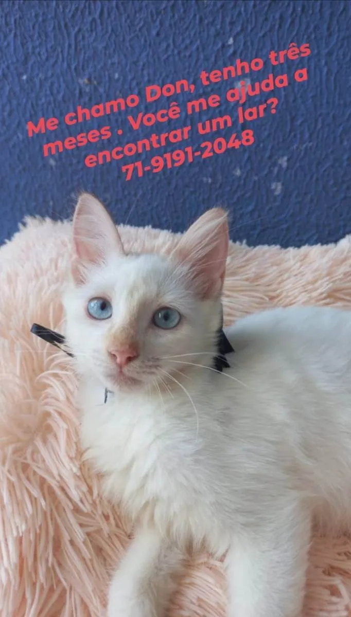 Gato raça Sem raça definida  idade 2 a 6 meses nome Don