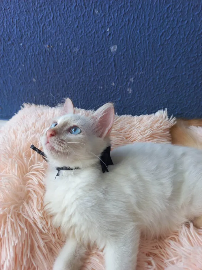 Gato raça Sem raça definida  idade 2 a 6 meses nome Don