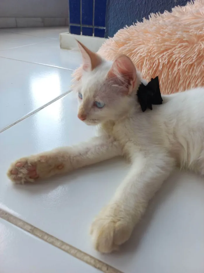 Gato raça Sem raça definida  idade 2 a 6 meses nome Don