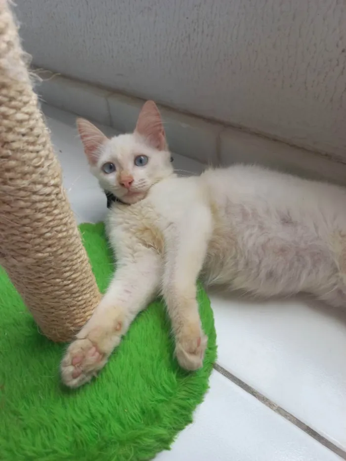 Gato raça Sem raça definida  idade 2 a 6 meses nome Don
